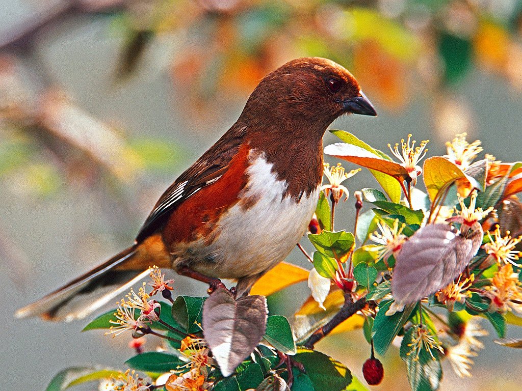 Female Rufous-sided Towhee